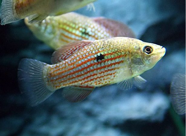 American Flagfish Killifish breeding