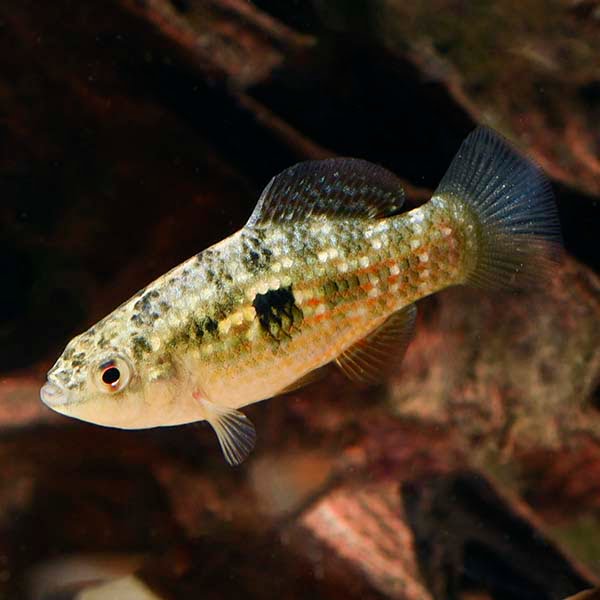 American Flagfish Killifish Habitat and Biology