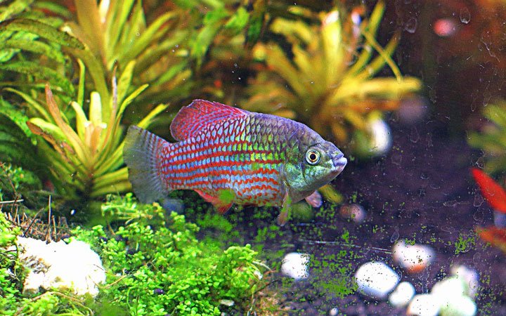 American Flagfish Killifish tank requirement