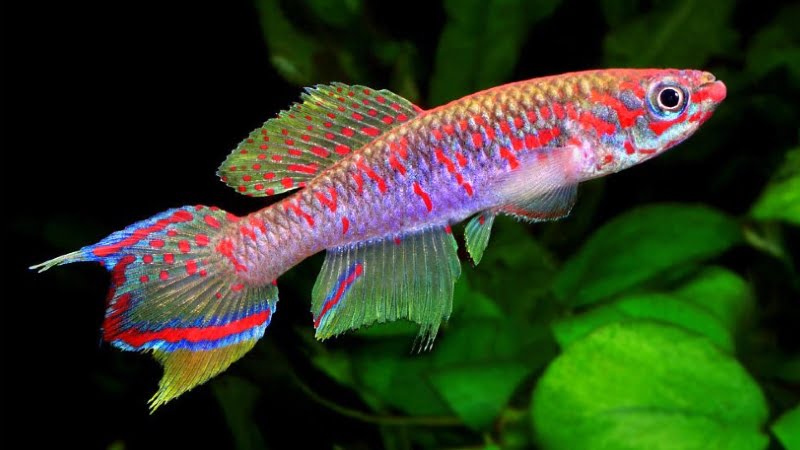 Are American Killifish Association's Killifish Any Good?