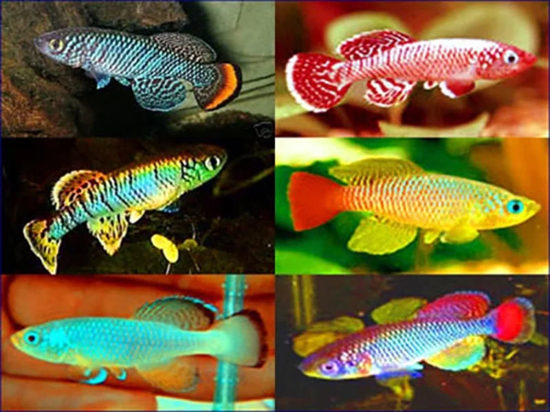 Aquabid is a good place to get healthy killifish