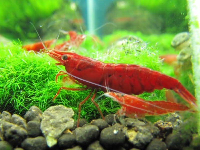 Aquarium Shrimps Behavior
