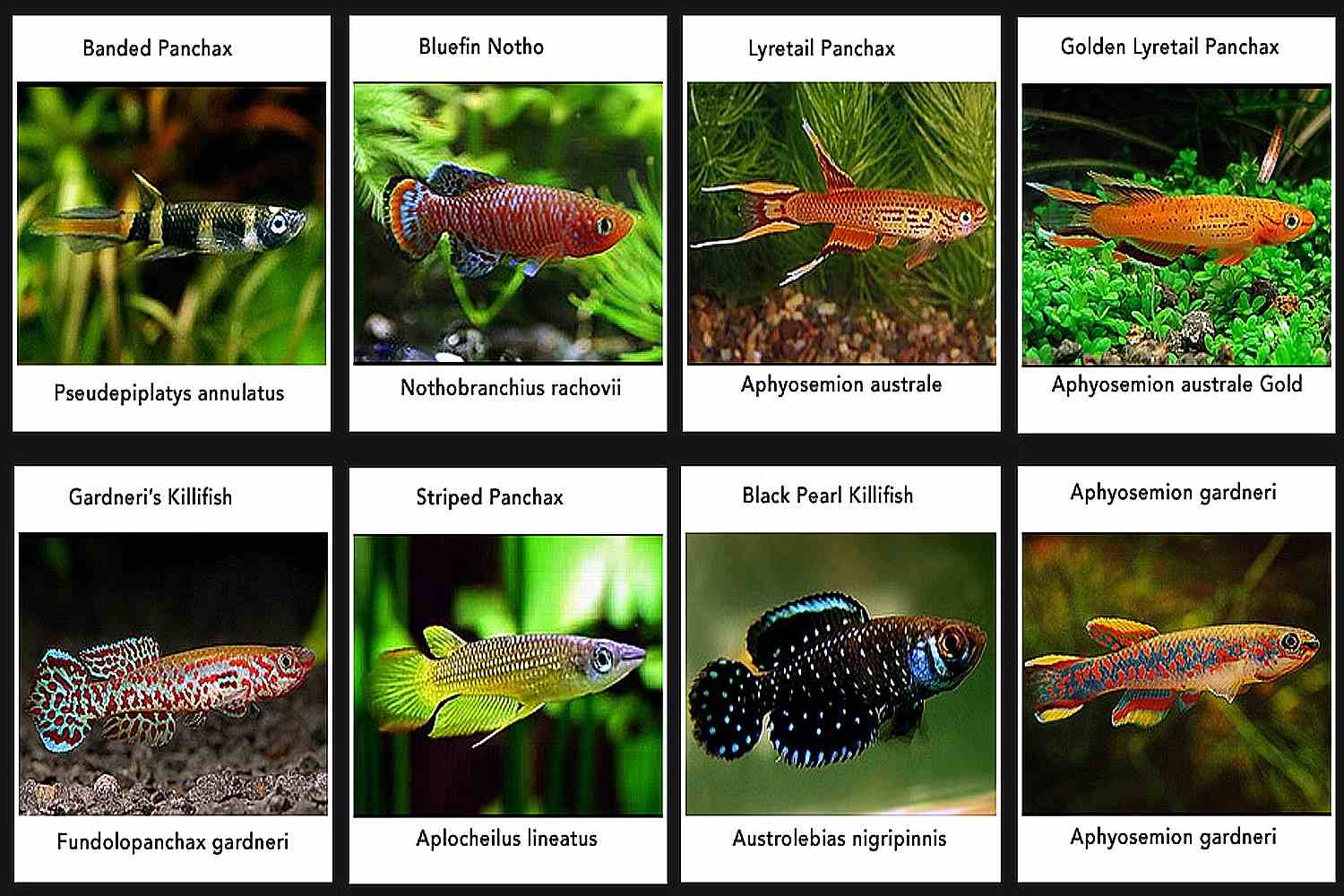 AquariumFish offers a wide range of species