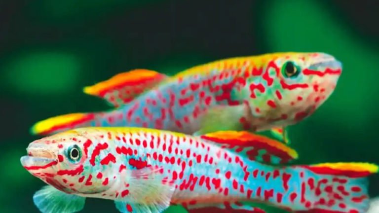 Are Killifish Aggressive? How To Keep Them Happy And Healthy