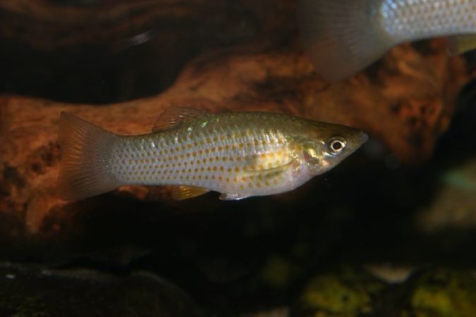 Shortfin/Atlantic Molly