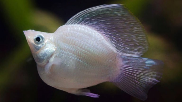 Balloon Molly Fish Price And 15 Common Types Of Mollies