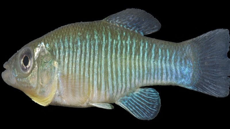 Banded killifish