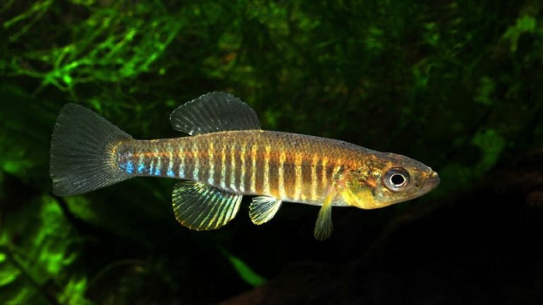Top 10 The Exciting Information About Banded Killifish Aquarium