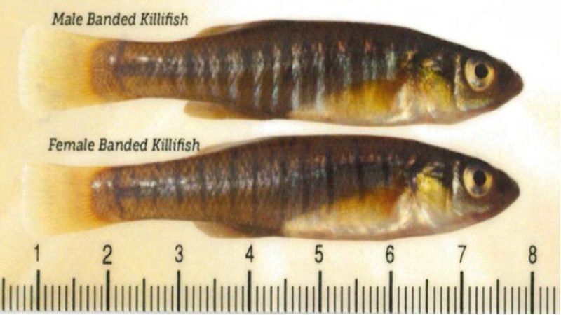 Banded killifish can reach from 4 to 5 inches in length