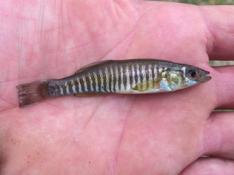 banded killifish must return to the water surface after jumping