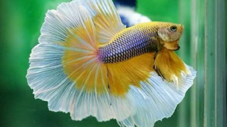 Betta Fish Full Moon: Ultimate Care To Expand The Lifespan