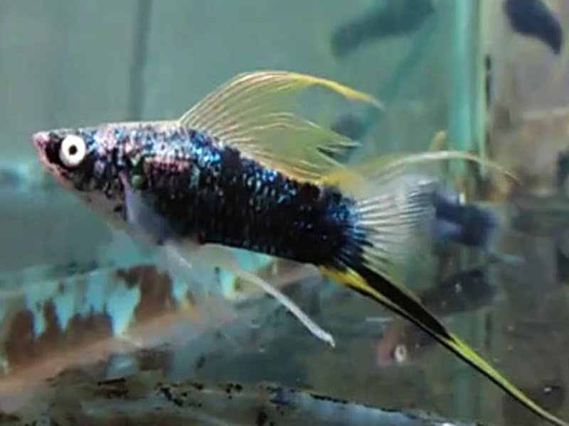 Black Hamburg Swordtail
