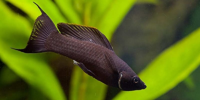 Black Lyretail Molly