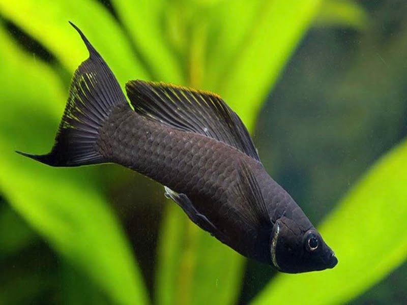 Black Lyretail Molly