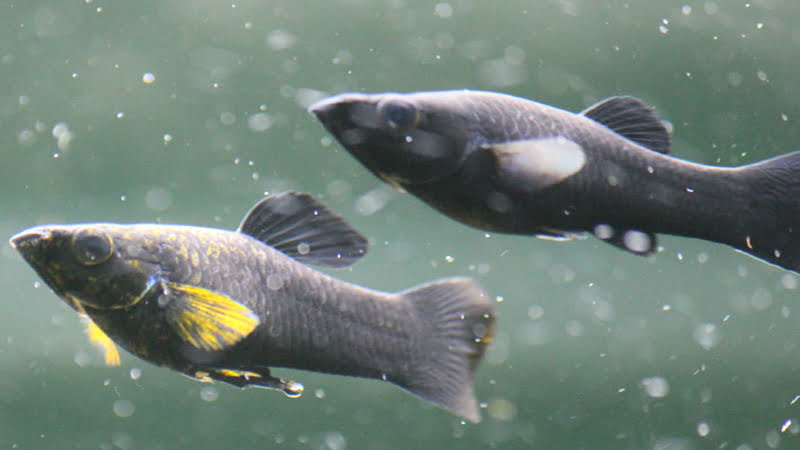Black Molly Fish Male And Female: Important Notices