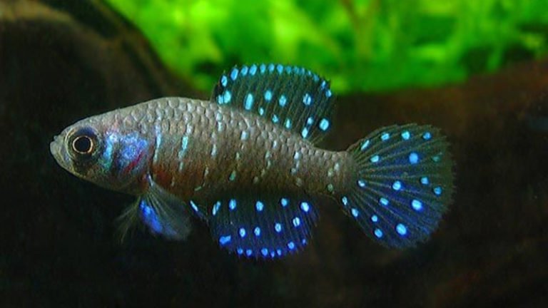 5 Interesting Facts About The Beautiful Black Pearl Killifish 