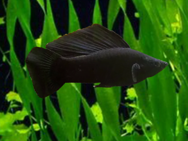 Black Sailfin Molly