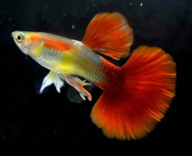 Blonde tux guppy