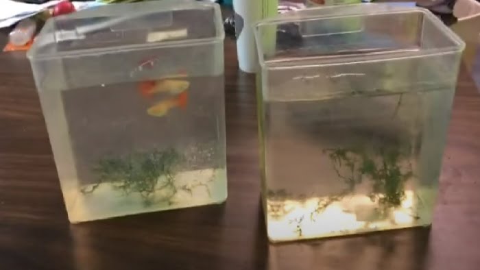 Blue Gularis breeding
