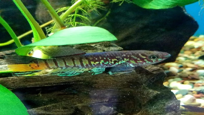 Blue Gularis Killifish