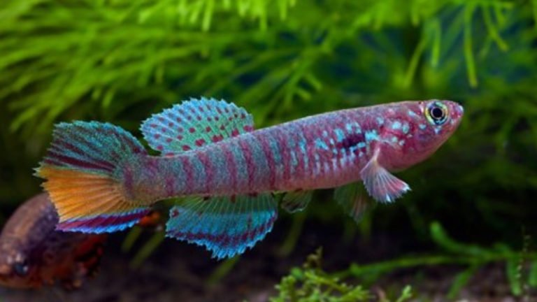 Blue Gularis Killifish: Top 3 Imperative Facts About This Eye-catching Fish