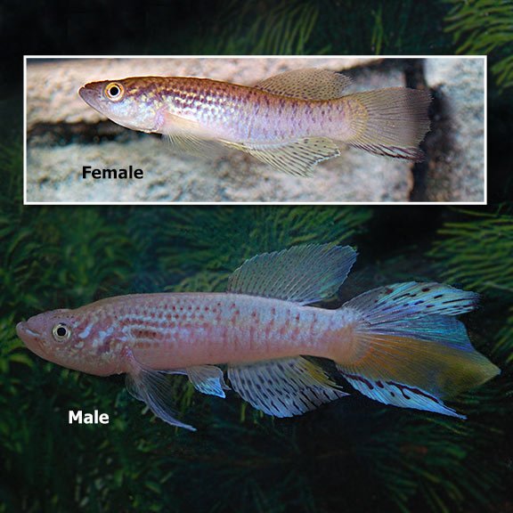 Blue Gularis Killifish male and female