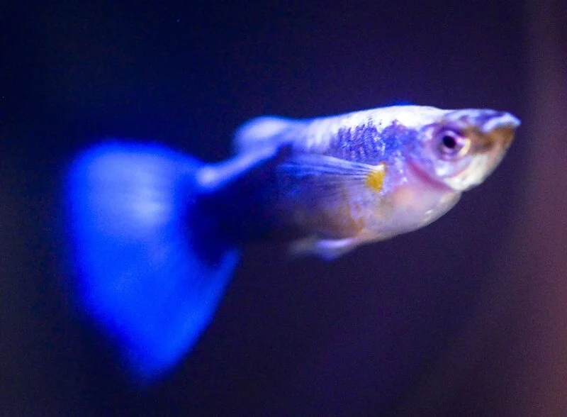 Blue guppy