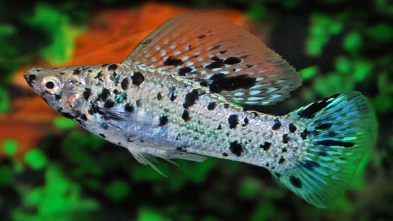 Blue Molly Fish: Rare Hue, 3 Detail Cases & Care Guidelines