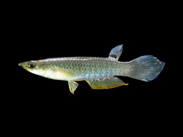 Blue Panchax Killifish description