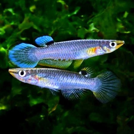  Blue Panchax Killifish overview