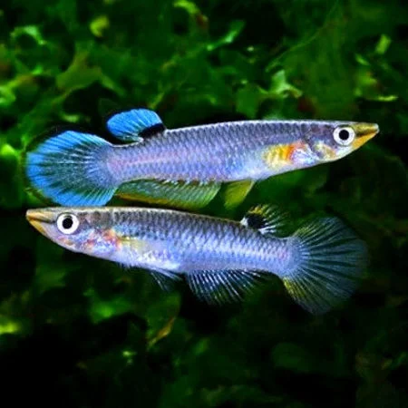 Blue Panchax Killifish overview