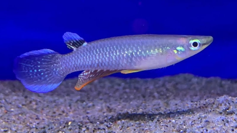 Blue Panchax Killifish: Some Interesting Facts And Ultimate Way To Keep Them