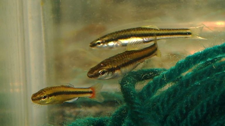 Bluefin Killifish California: A Useful Guideline You Need To Know
