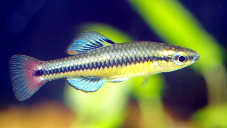 Bluefin Killifish Care: 3 Care Guides You Should Earn Include Special Notes
