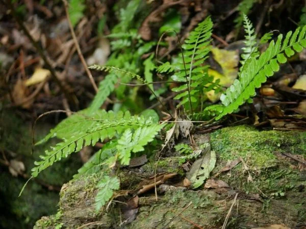 Bolbitis plant