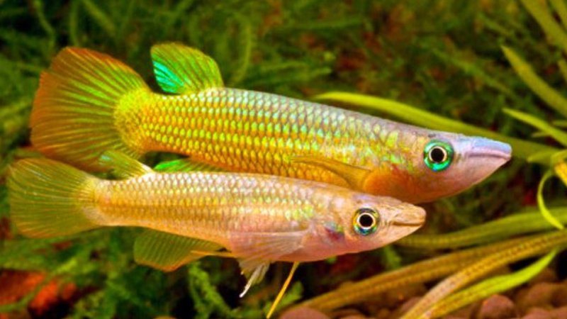 Breeding Golden Wonder Killifish: All Interesting Related Facts and Best Way To Reproduce Them