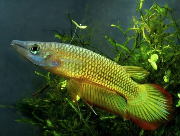 Breeding the Golden Wonder Killifish