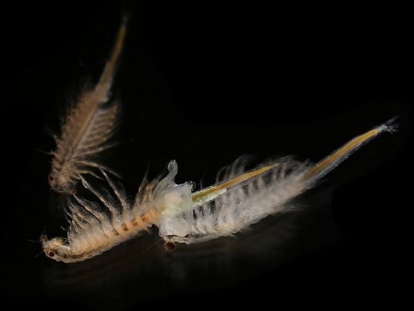 The common food for garderni killifish: brine shrimp