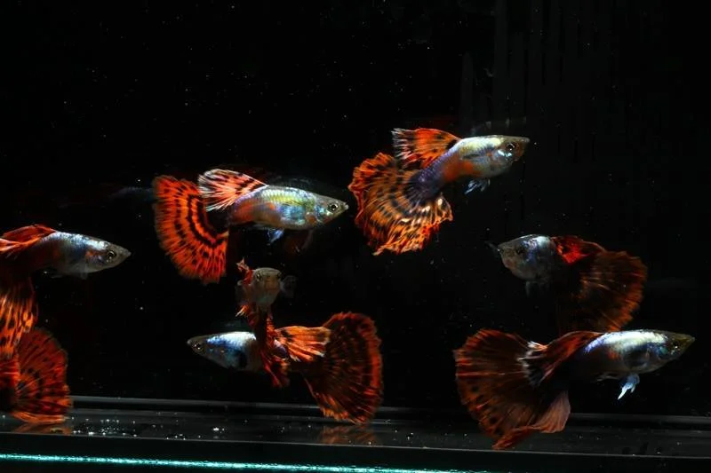 Butterfly guppy