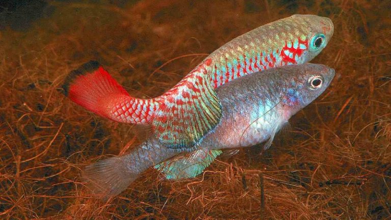 Where To Buy Killifish Eggs Online – 4 Tips On Picking Killifish And Killifish Eggs