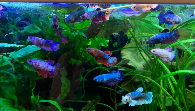 Can Multiple Bettas Live Together In One Tank?