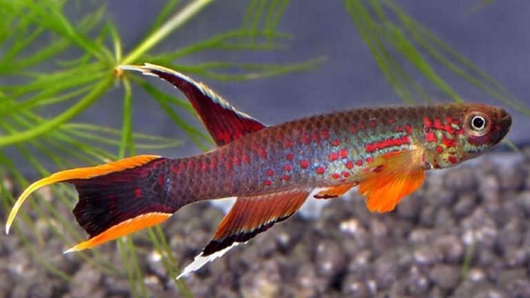 Top 5 Useful Information About Chocolate Australe Killifish