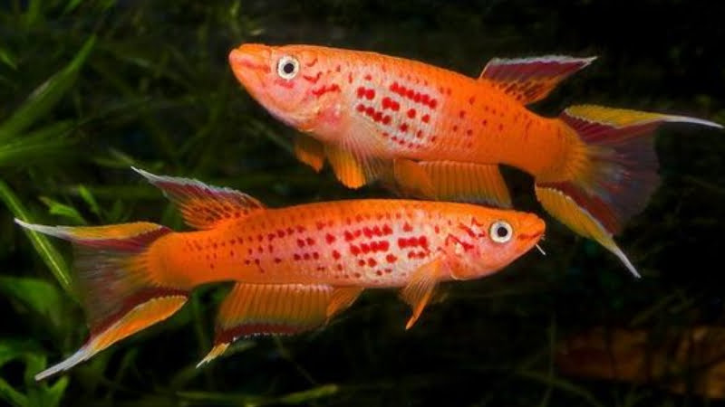 6 Important Facts To Help You Easily Grow Your Chocolate Lyretail Killifish