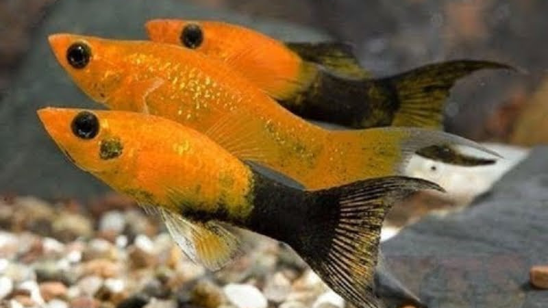 Chocolate Molly Fish Facts: Care, Diet And Tank Mates