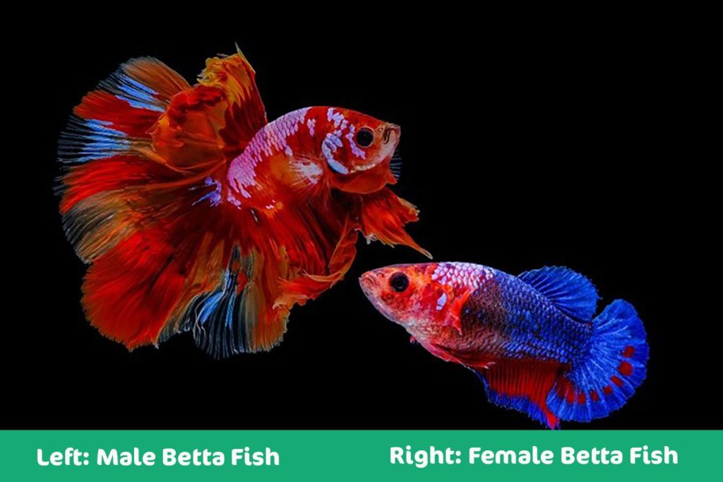Choose less aggressive female Bettas