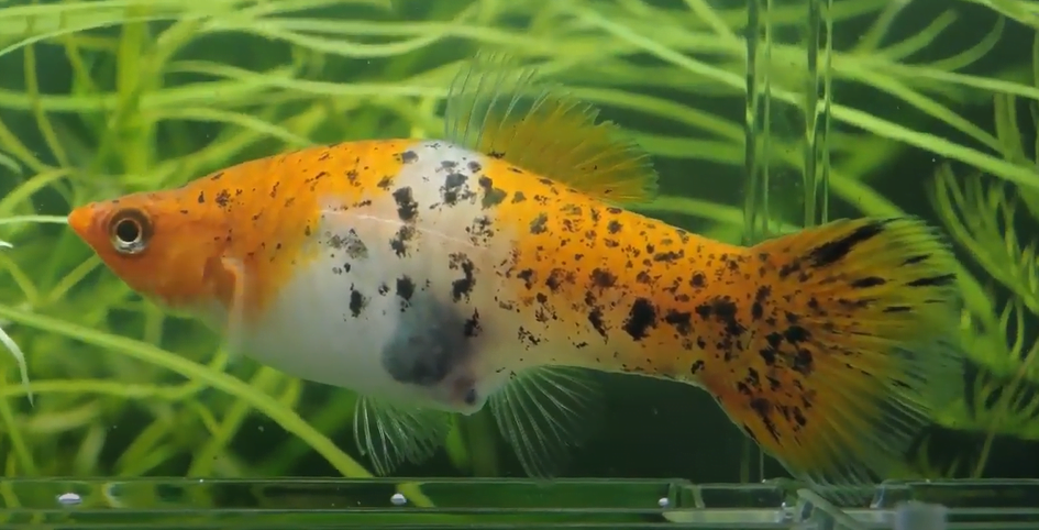 Close up of a pregnant swordtail with a gravid spot