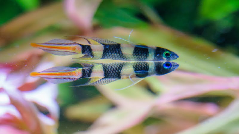 Clown Killifish With Shrimp: Can They Live Safely Together?