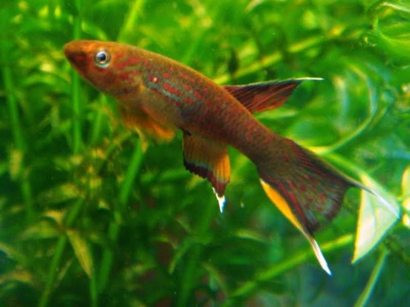 Coastal forest environments are home to the Chocolate Australe Killifish