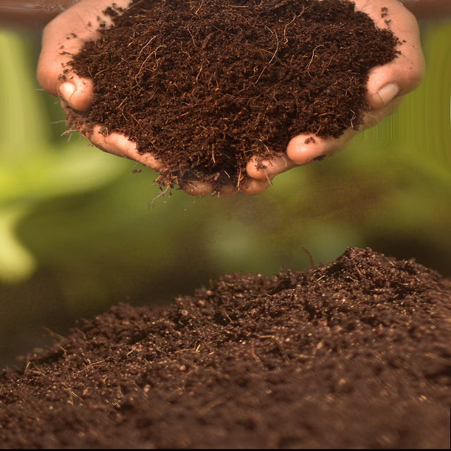 Coco peat is one of the substrates that can be used