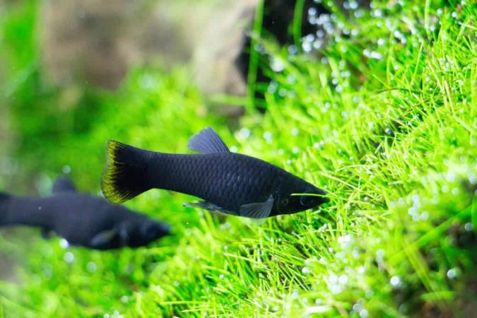 common black mollies